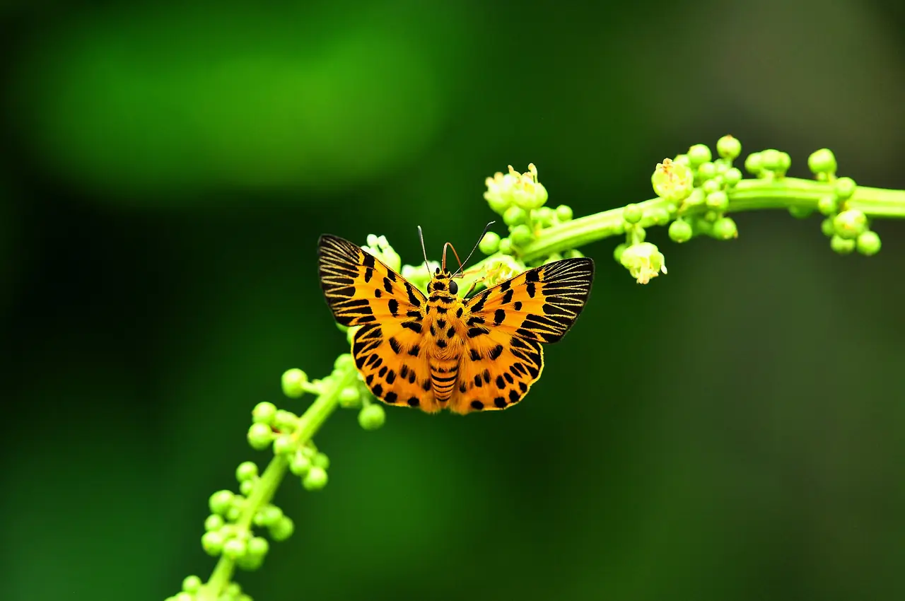 ผีเสื้อ Zigzag Flat (Odina decorata) เกาะกิ่งดอกไม้ป่าที่อุทยานแห่งชาติปางสีดา ภาพของ Emaruchi จาก Wikimedia Commons ใบอนุญาต CC BY-SA 4.0