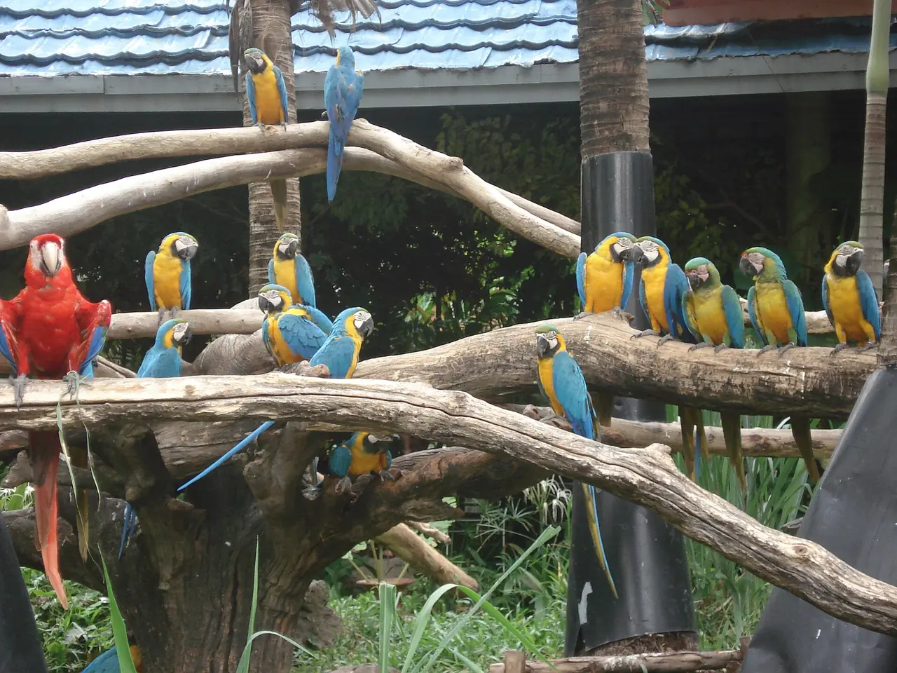 นกมาคอว์หลายสีเกาะกิ่งไม้ในซาฟารีเวิลด์ (ภาพ Peter Dickinson, CC BY 2.0)