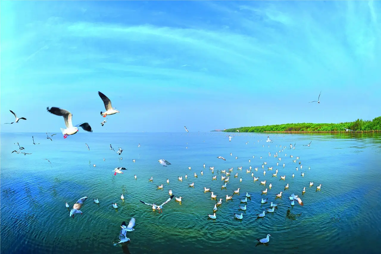 Seagulls on the water off Bang Pu