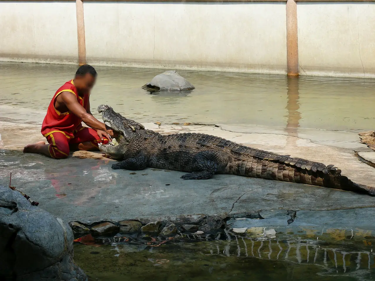 Crocodile show at the Samut Prakan Crocodile Farm and Zoo