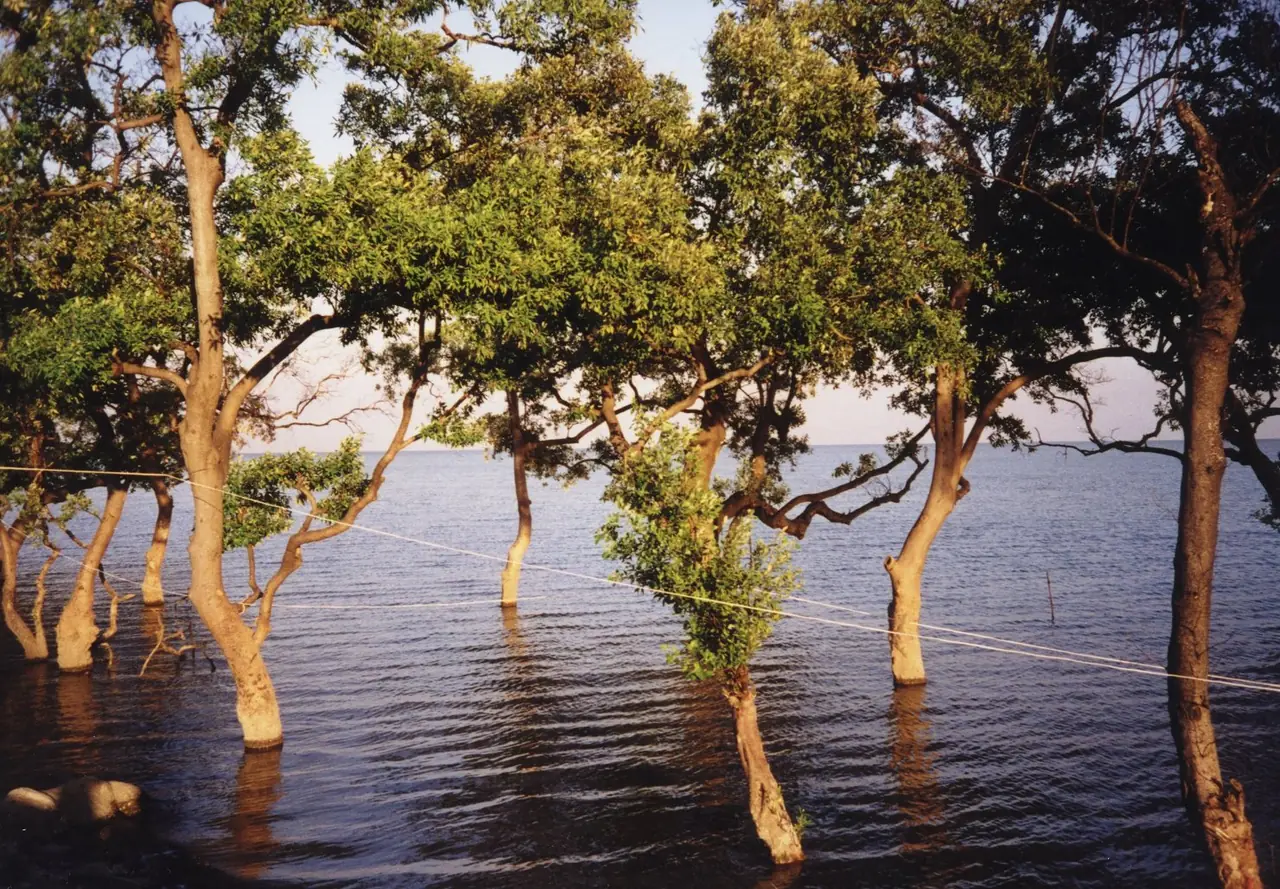 Mangrove trees standing in water at high tide at Don Hoi Lot