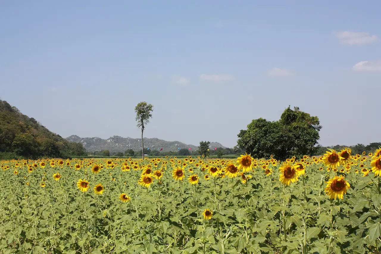 ทุ่งทานตะวันบานในจังหวัดสระบุรี มีเทือกเขาเป็นฉากหลัง