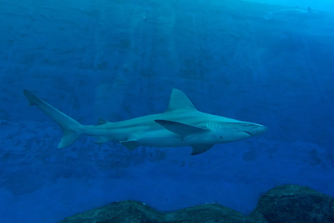 ฉลามในตู้ Shark Seas ของ S.E.A. Aquarium เดิม ภาพปี 2567