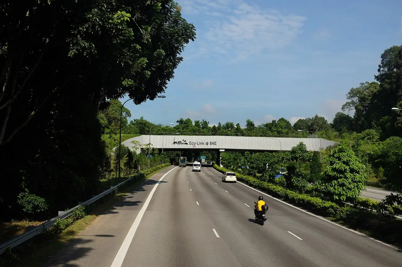 สะพานนิเวศ Eco-Link@BKE ข้ามทางด่วน Bukit Timah Expressway ภาพจาก Wikimedia Commons ผู้ถ่าย Jnzl's Photos สัญญา CC BY 2.0