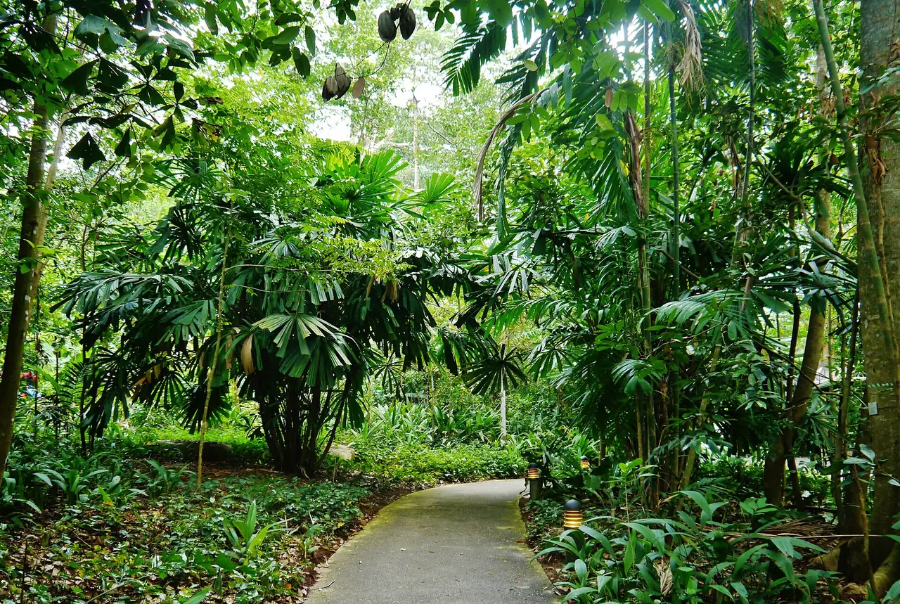 ทางเดินคอนกรีตในป่าฝนของ Bukit Timah Nature Reserve ภาพจาก Wikimedia Commons ผู้ถ่าย Zairon สัญญา CC BY-SA 4.0