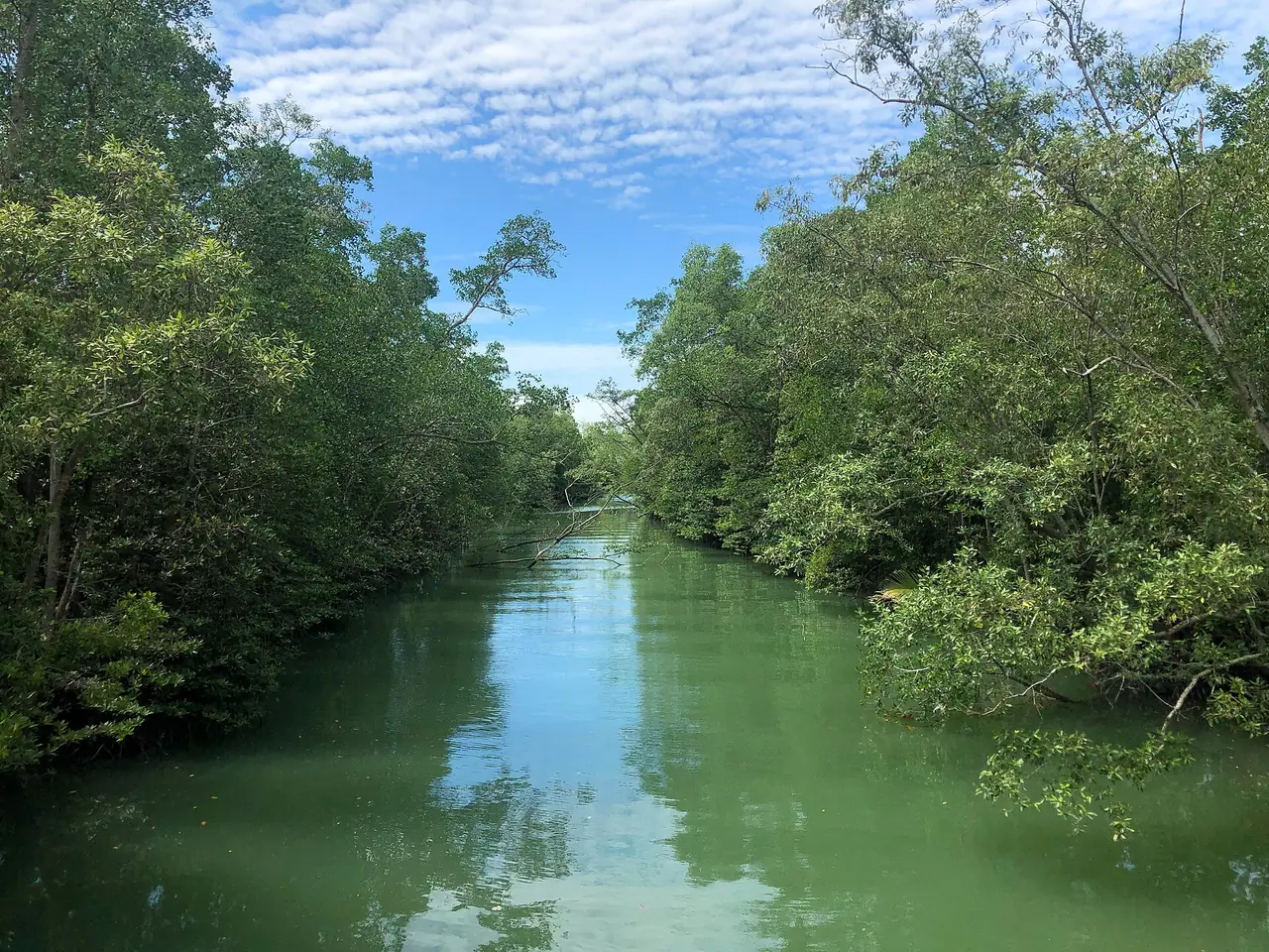 ป่าชายเลนริมแม่น้ำ Tampines ที่ Pasir Ris Park ภาพจาก Wikimedia Commons ผู้ถ่าย Wzhkevin สัญญา CC BY-SA 4.0