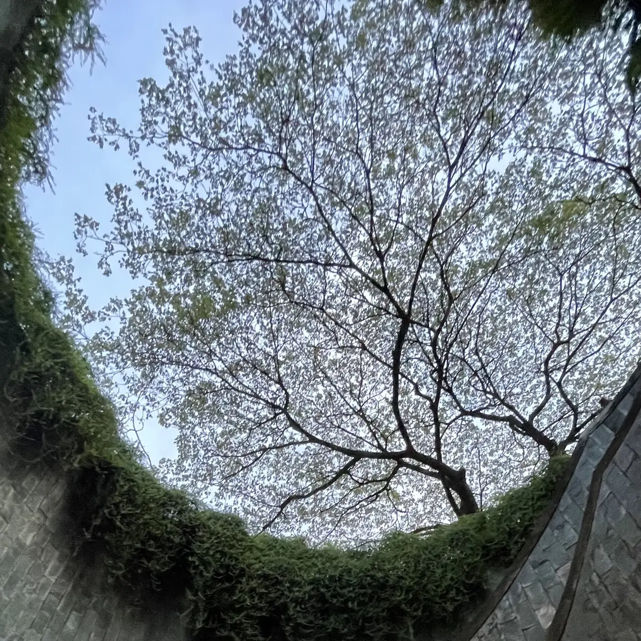 มองขึ้นไปจากอุโมงค์ต้นไม้ของ Fort Canning เห็นเรือนยอดไม้เหนือปากอุโมงค์ ภาพจาก Wikimedia Commons ผู้ถ่าย DianaAndassova สัญญา CC BY-SA 4.0