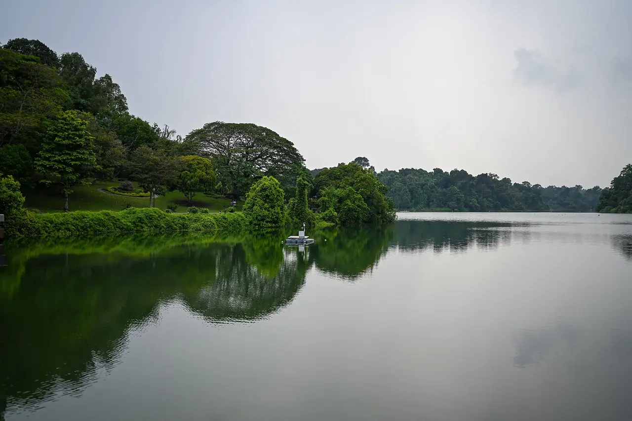 ผิวน้ำของ MacRitchie Reservoir และป่าโดยรอบ ภาพจาก Wikimedia Commons ผู้ถ่าย Larrid31 สัญญา CC BY-SA 4.0