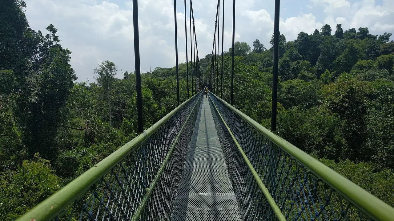 ภาพประกอบ สิงคโปร์: MacRitchie TreeTop Walk Bukit Timah 2569: ฟรี เวลา วิธีไป