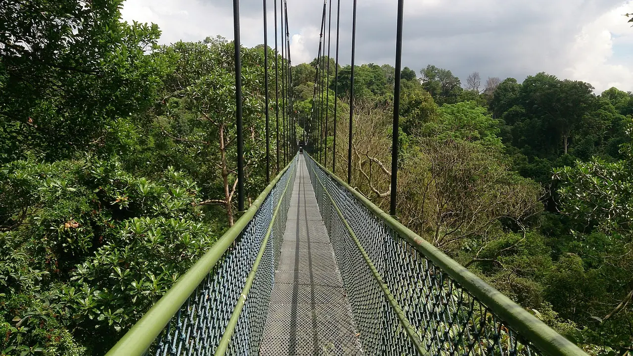สะพานแขวน TreeTop Walk มองตามความยาวสะพาน ผู้ถ่ายตั้งชื่อว่าเป็นภาพชุดที่ 4 ภาพจาก Wikimedia Commons ผู้ถ่าย Mokkie สัญญา CC BY-SA 3.0