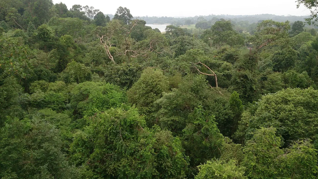 มองลงไปที่เรือนยอดป่าจากสะพาน TreeTop Walk เห็นอ่างเก็บน้ำไกล ๆ ภาพจาก Wikimedia Commons ผู้ถ่าย Mokkie สัญญา CC BY-SA 3.0