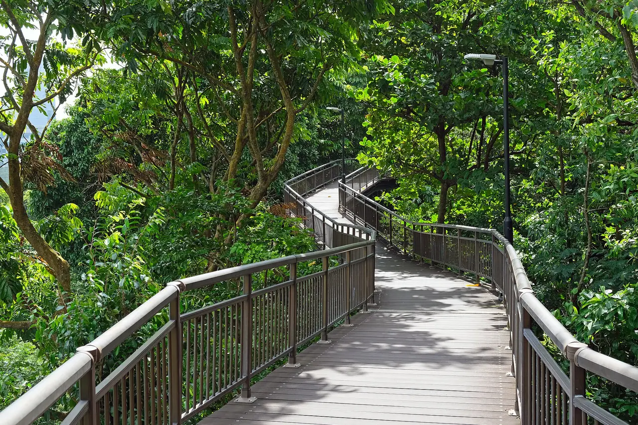 Canopy Walk ทางไม้ยกสูงใน Kent Ridge Park ภาพจาก Wikimedia Commons ผู้ถ่าย kallerna สัญญา CC BY-SA 4.0