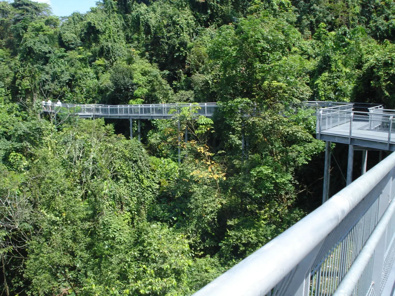ทางเดินยกสูง Elevated Walkway ของ Forest Walk มองจากด้านบน ภาพจาก Wikimedia Commons ผู้ถ่าย The Soon สัญญา CC BY-SA 3.0 ถ่ายปี 2552 ภาพเก่า