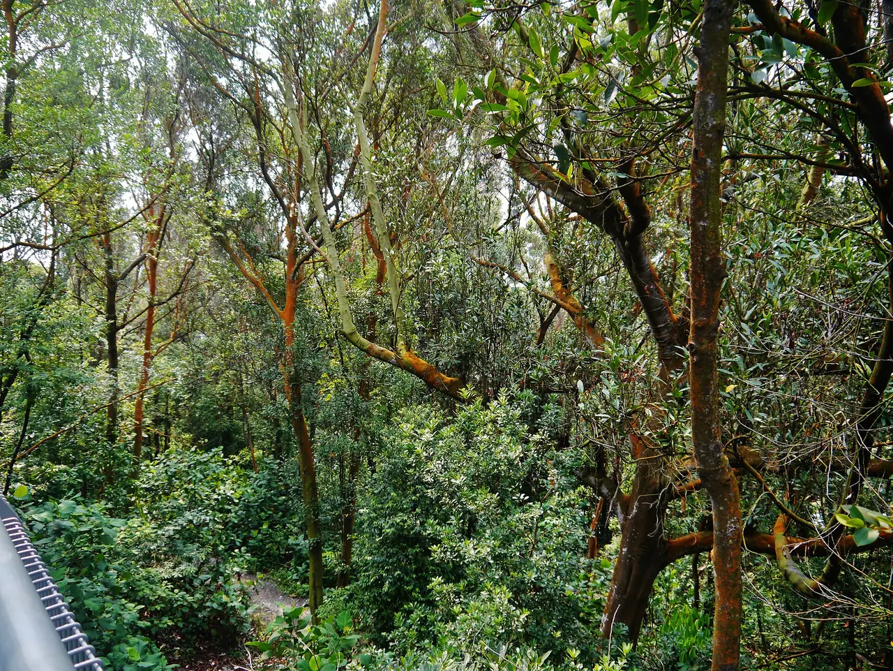 มุมมองลงไปที่ป่าจาก Hilltop Walk ของ Southern Ridges ภาพจาก Wikimedia Commons ผู้ถ่าย Zairon สัญญา CC BY-SA 4.0