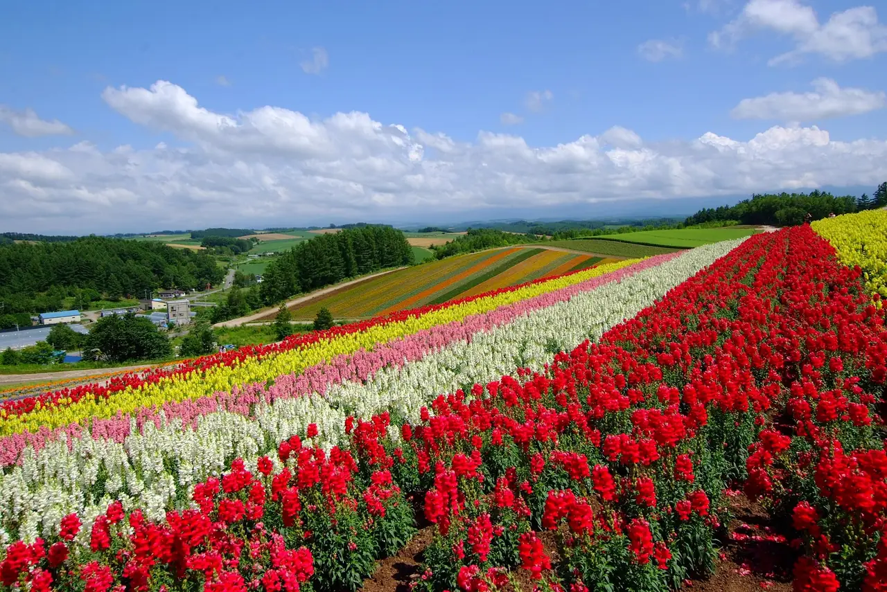 แปลงดอกไม้สีแดงและเหลืองบนเนิน ท้องฟ้าโปร่ง (ภาพไร่ดอกไม้)