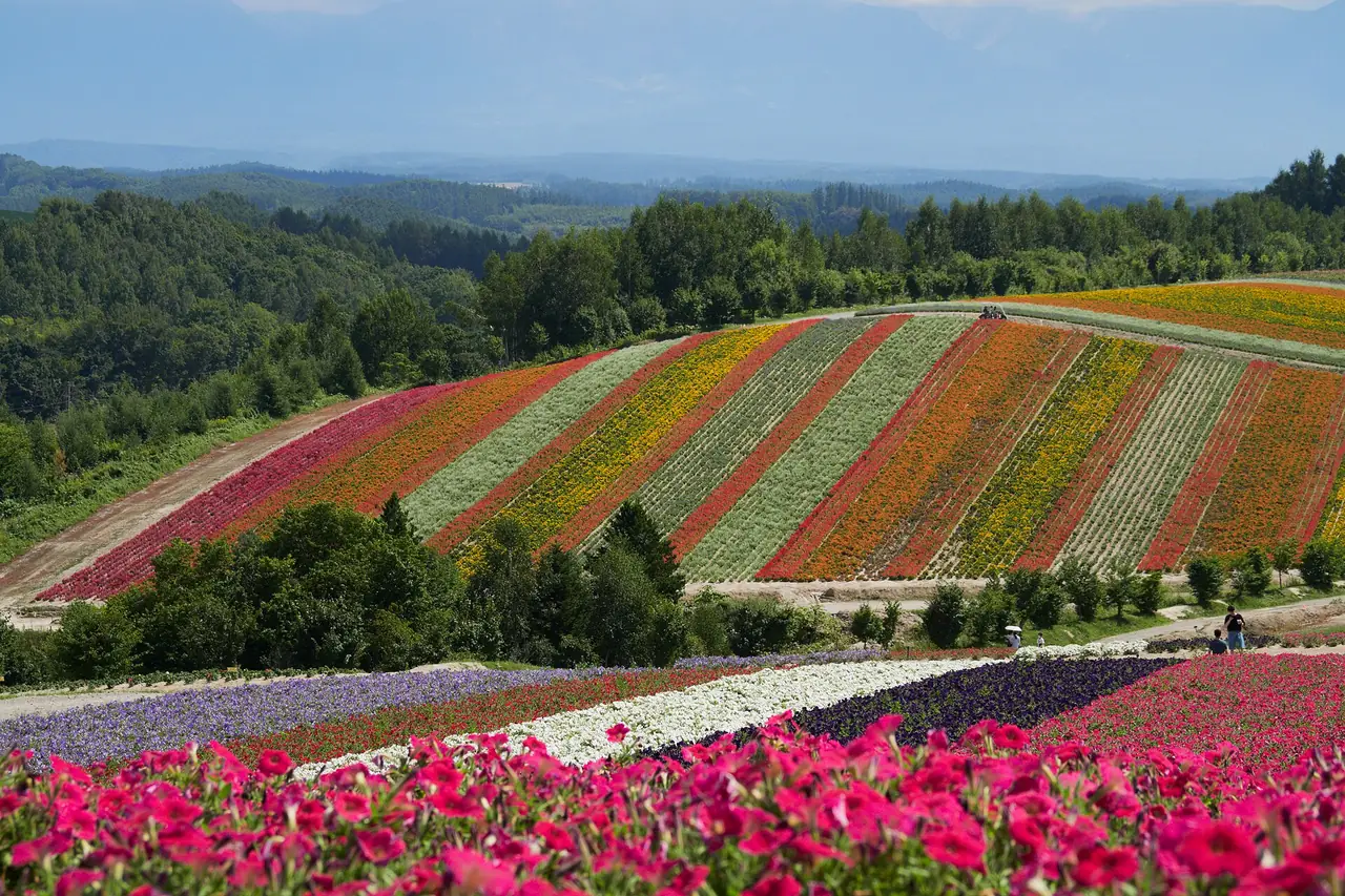 แปลงดอกไม้เป็นแถบสีที่ Shikisai-no-oka ในฤดูร้อน (ภาพไร่ดอกไม้)
