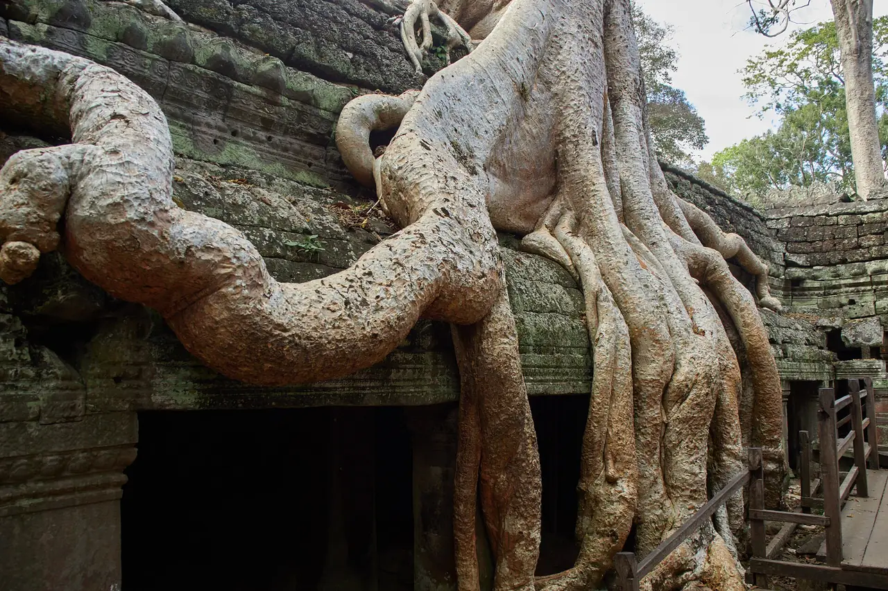 รากไม้ใหญ่ที่ตาพรหม