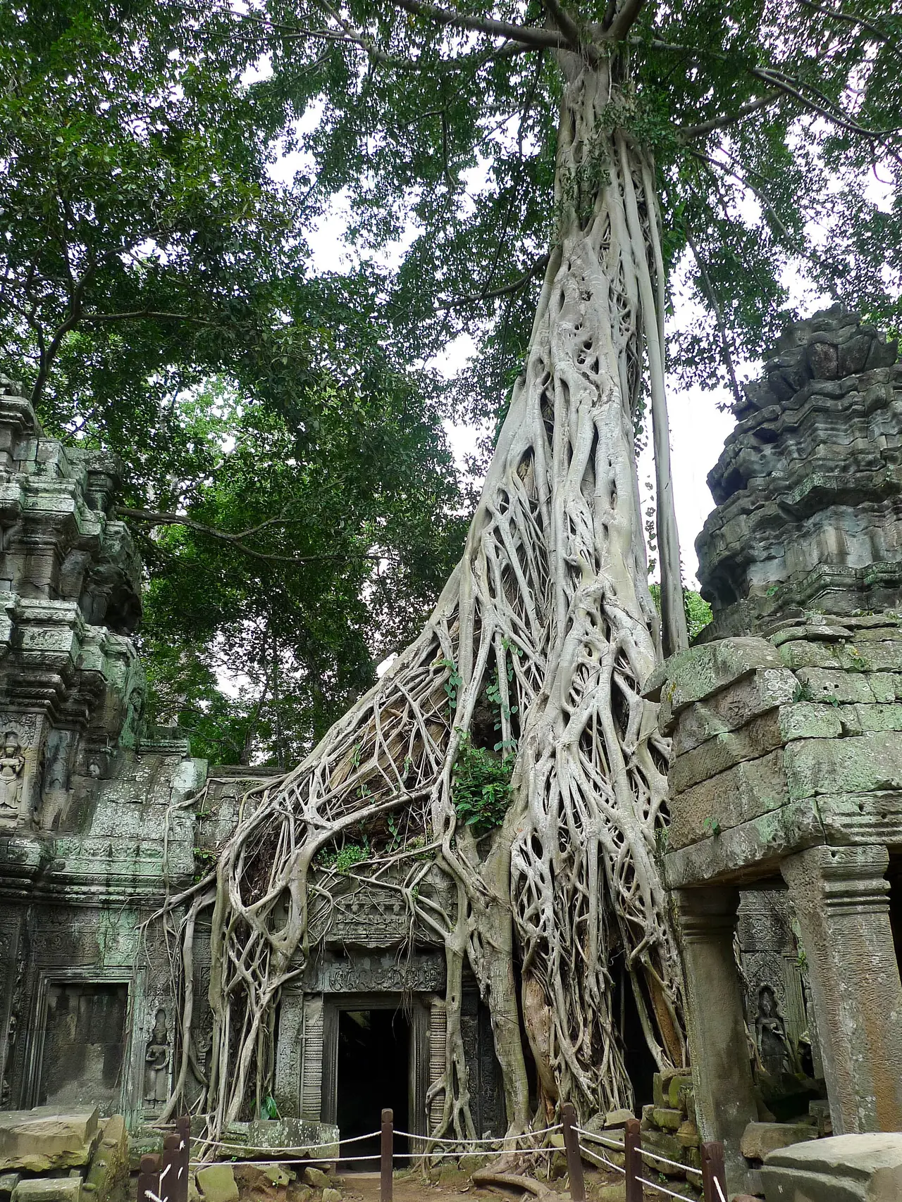 ภาพประกอบ กัมพูชา: ตาพรหม Ta Prohm 2569 ปราสาทต้นไม้ เปิด 07:30 ตั๋ว ใช้เวลา