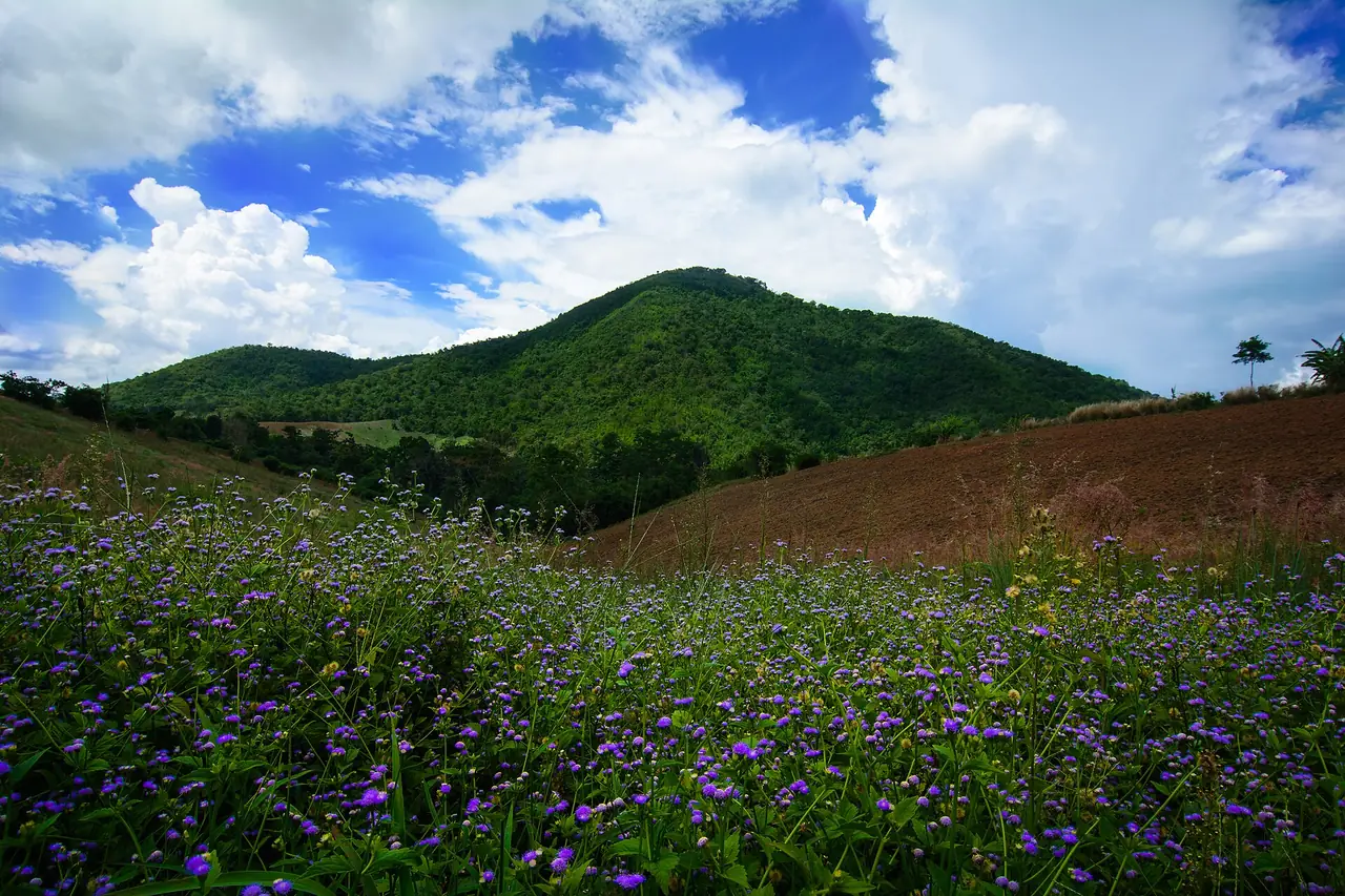 Khao Thevada in Phu Toei National Park, a green hill with purple flowers in front