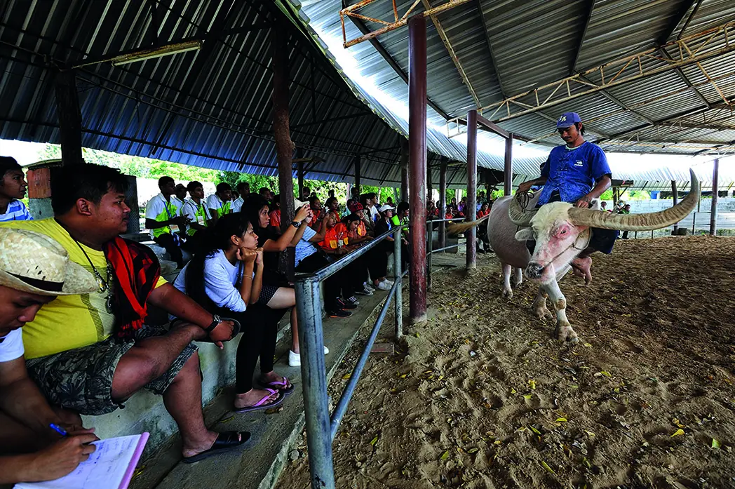 หมู่บ้านอนุรักษ์ควายไทยบนถนนสายสุพรรณบุรี-ชัยนาท อำเภอศรีประจันต์ ภาพของ Mr.Peerapong Prasutr จาก Wikimedia Commons ใบอนุญาต CC BY-SA 4.0