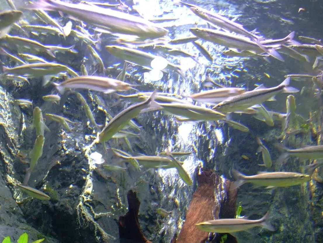 A school of fish in the aquarium at Bueng Chawak