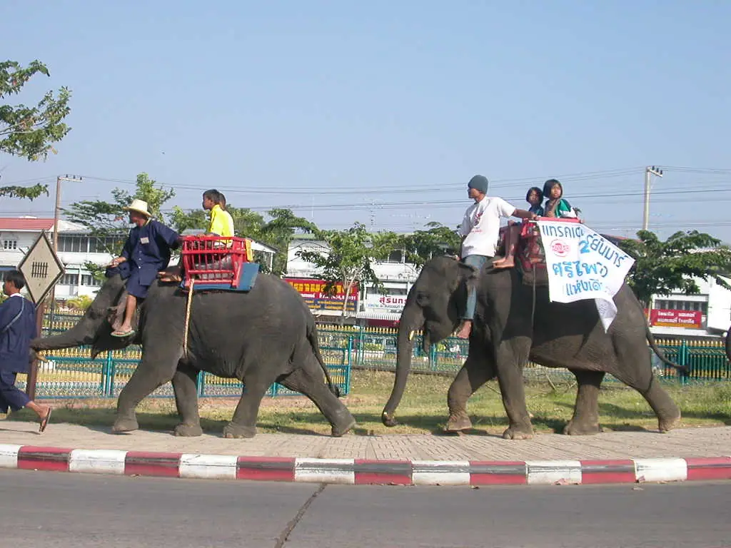 ช้างเดินริมถนนในตัวเมืองสุรินทร์