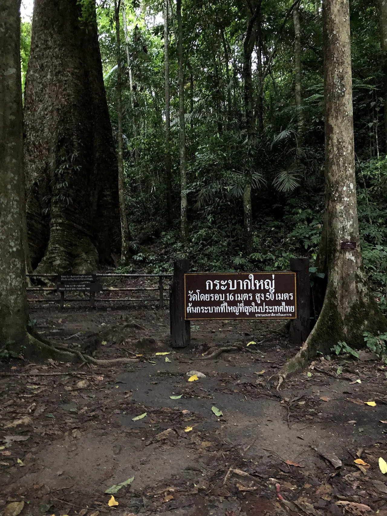 ต้นกระบากใหญ่ อช.ตากสินมหาราช ภาพของ Mosssupasit จาก Wikimedia Commons ใบอนุญาต CC BY-SA 4.0 Commons ไม่ระบุวันที่ถ่าย