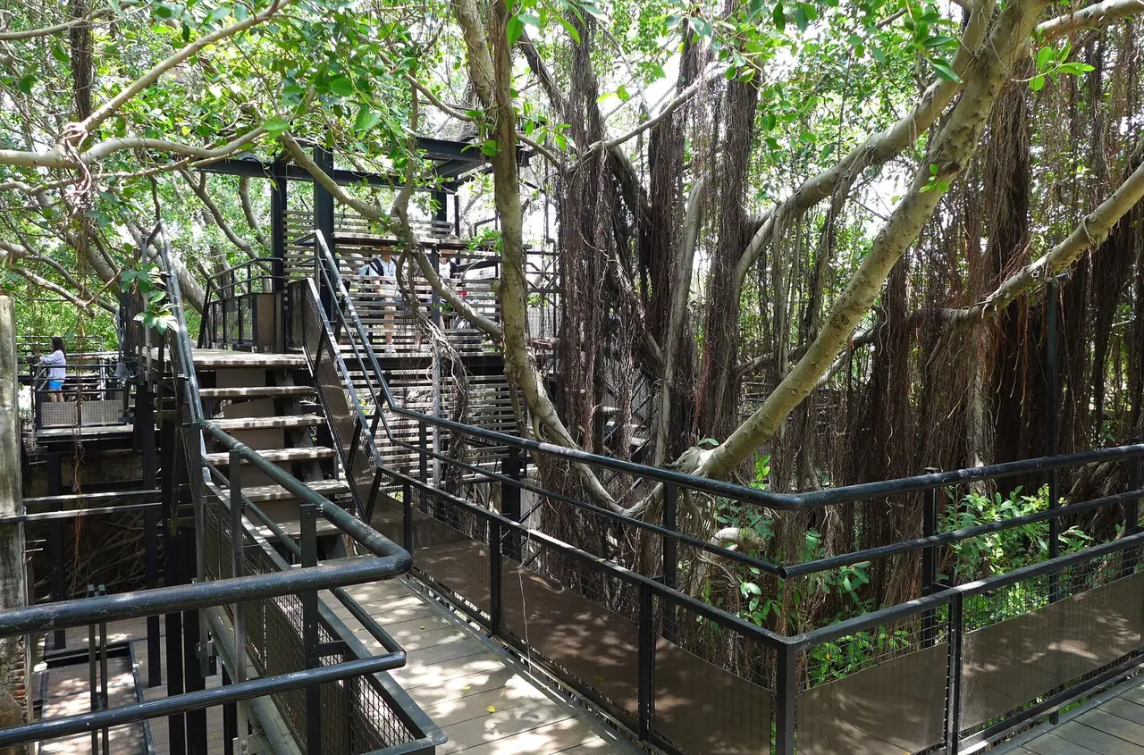 ทางเดินยกพื้นที่ Anping Tree House ผ่านระหว่างรากไทร