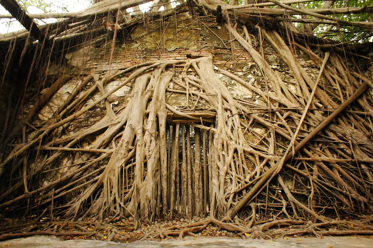 รากไทรปกคลุมผนังโกดังเก่าที่ Anping Tree House