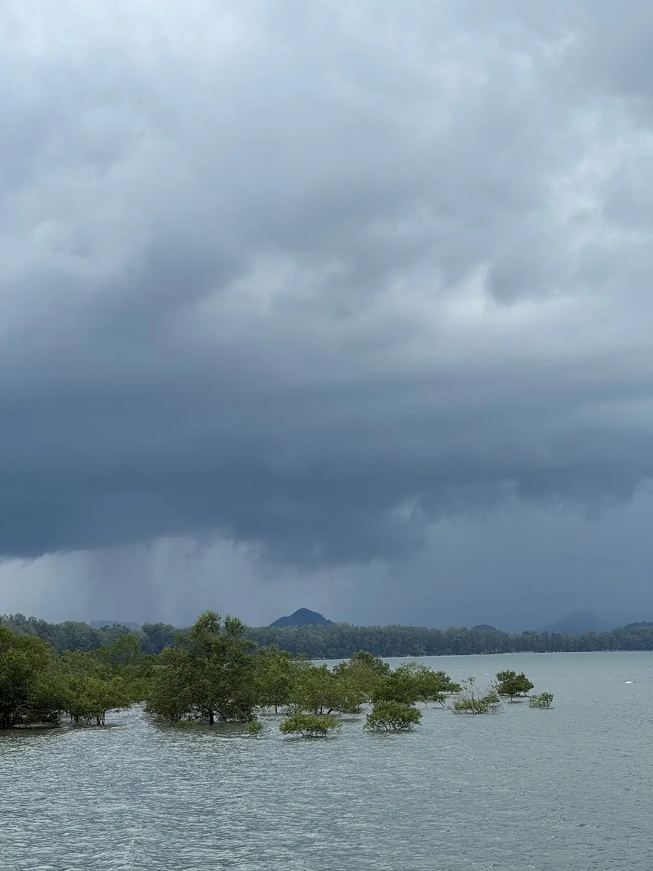 ต้นโกงกางอ่อนในน้ำที่ท่าเรือปากเมง ท้องฟ้ามีเมฆฝน ภาพถ่ายจาก Wikimedia Commons