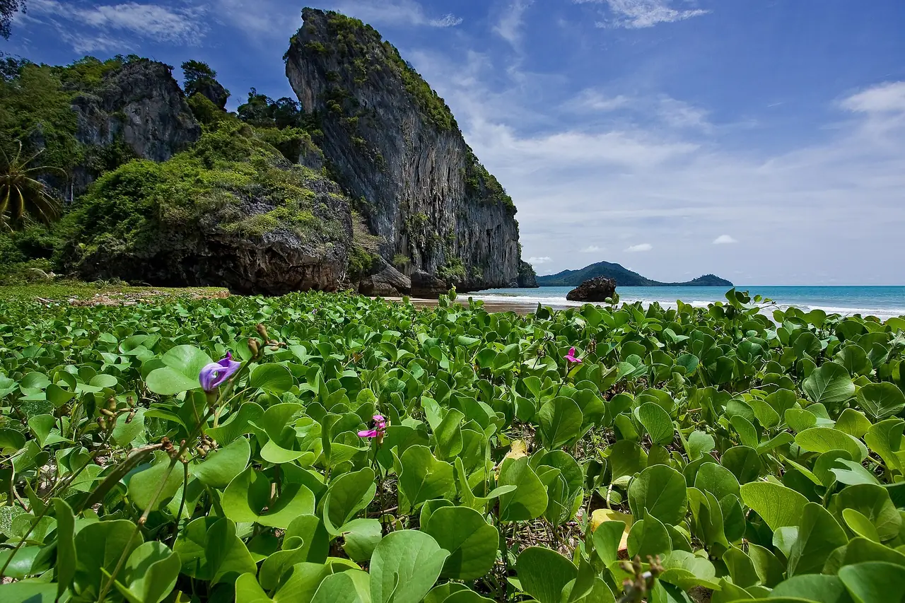 หาดหยาวในเขตอุทยานแห่งชาติหาดเจ้าไหม มีต้นผักบุ้งทะเลคลุมหาดและหน้าผาหินปูนเป็นฉาก ภาพถ่ายจาก Wikimedia Commons