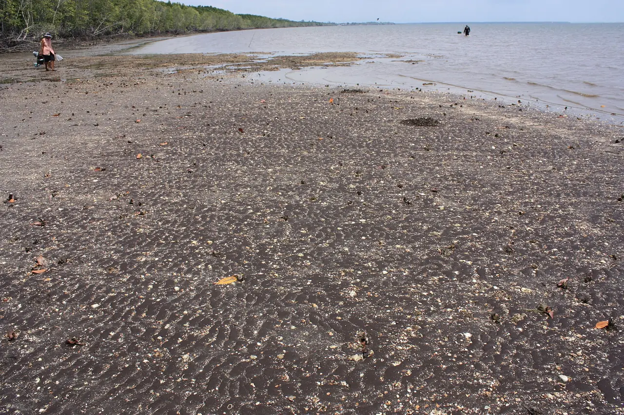 ทรายสีเข้มและป่าชายเลนที่ชายหาดทรายดำในอำเภอแหลมงอบ ช่วงน้ำลง