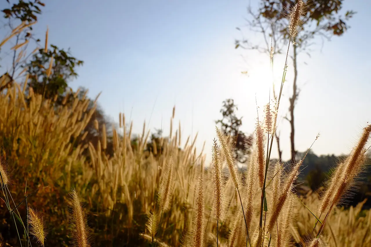 หญ้าดอกยามเย็นที่ไฟล์ Commons ระบุว่าอยู่ที่อุทยานแห่งชาติแก่งตะนะ ภาพของ Doremee.suthatta จาก Wikimedia Commons (CC BY-SA 4.0) เป็นภาพประกอบบรรยากาศ ไม่ใช่จุดชมที่กำหนด