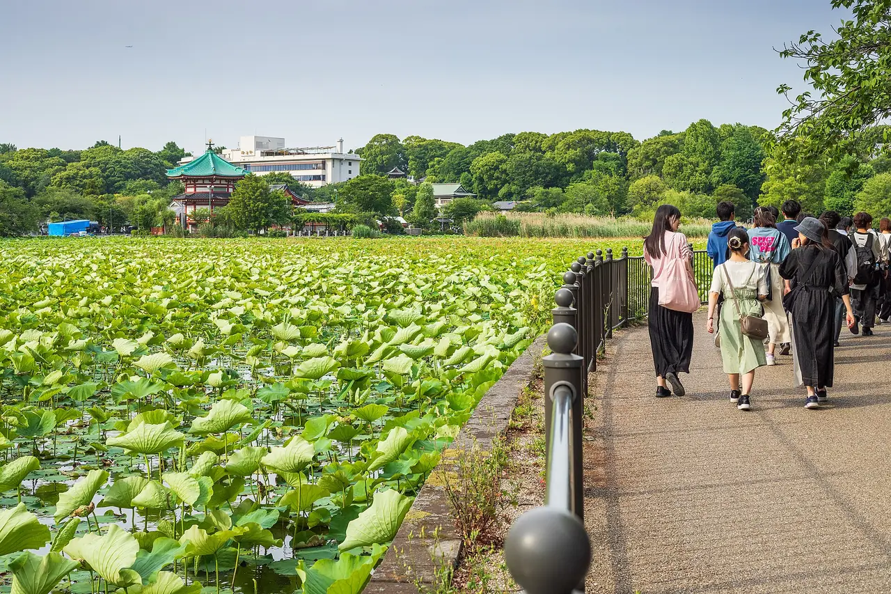 ทางเดินริมบ่อชิโนบาสึในสวนอุเอโนะ ภาพบรรยากาศสวนที่อยู่ติดสถานี (ไม่ใช่โรงแรมใดโดยเฉพาะ)