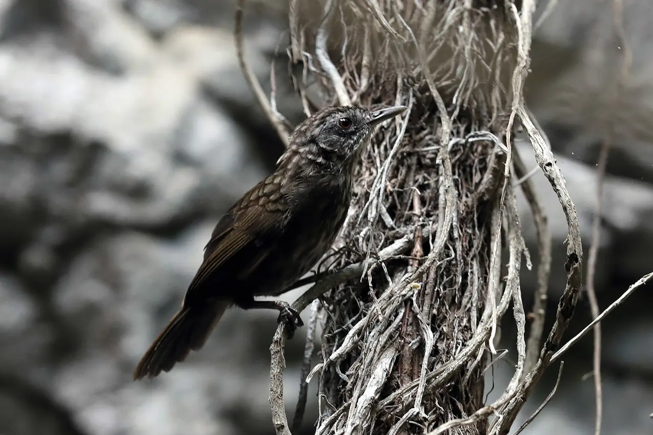 นก Limestone wren-babbler ที่หุบป่าตาด ตามคำอธิบายบน Wikimedia Commons