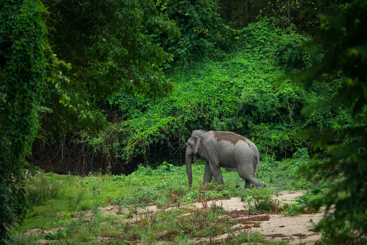 ช้างป่าเอเชียที่ห้วยขาแข้ง ภาพของ Rushen จาก Wikimedia Commons ใบอนุญาต CC BY-SA 2.0 ภาพนี้ไม่ได้บอกว่านักท่องเที่ยวทั่วไปจะเห็น