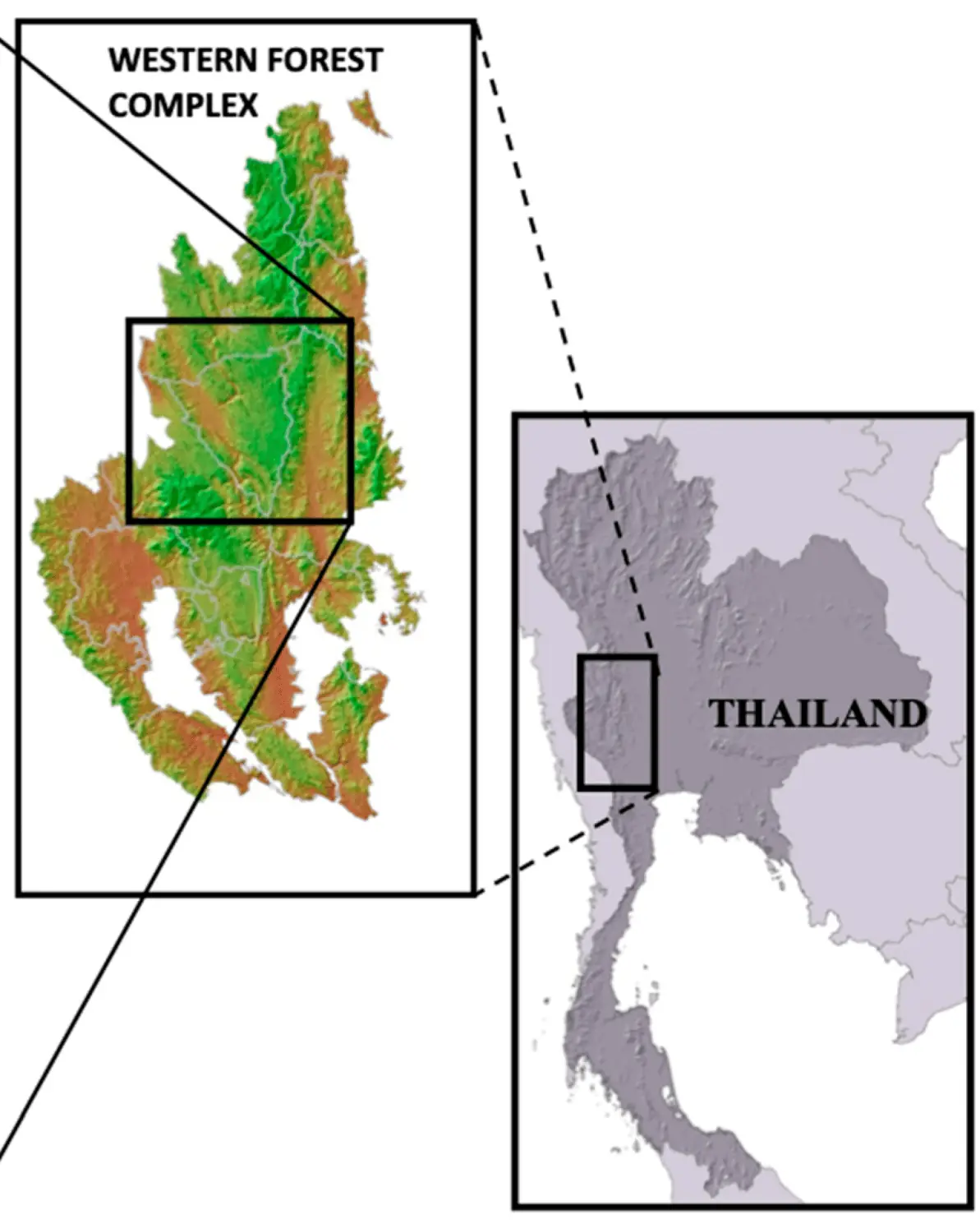 แผนที่ตำแหน่งผืนป่าตะวันตก Western Forest Complex ภาพของ Supagit Vinitpornsawan และ Todd K. Fuller จาก Wikimedia Commons ใบอนุญาต CC BY 4.0