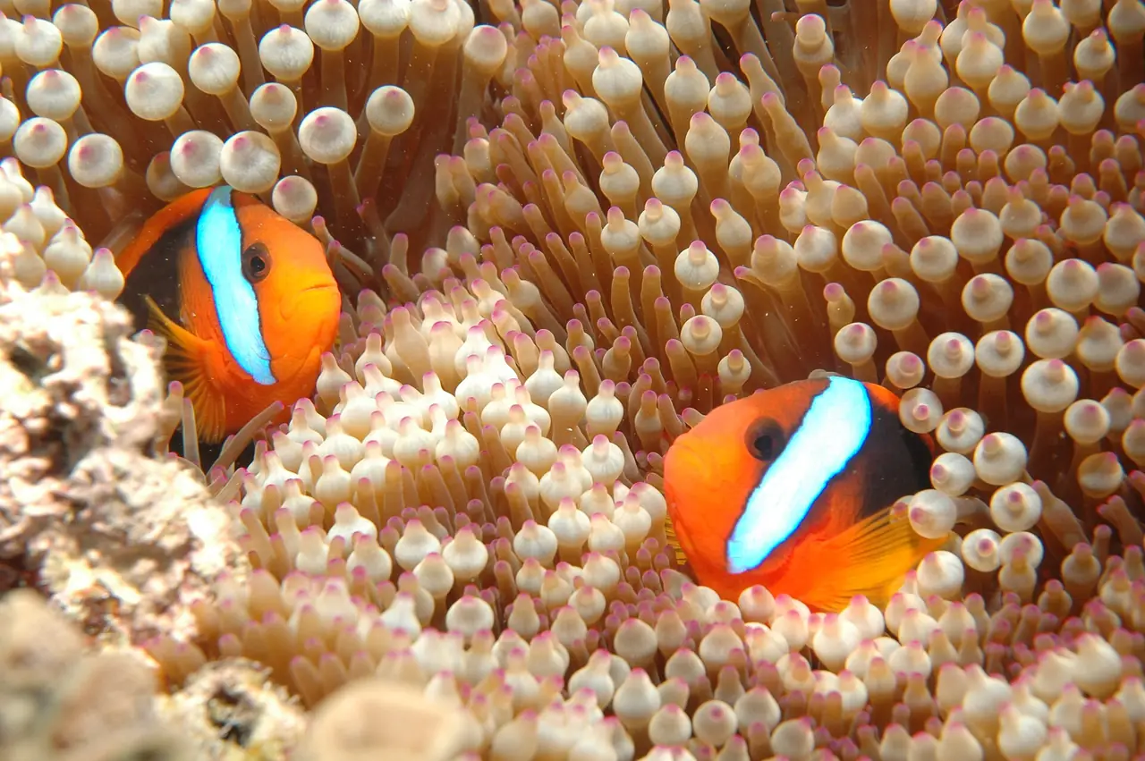 ปลาการ์ตูน (anemonefish) ในดอกไม้ทะเลที่ Great Barrier Reef แคนส์ ภาพจาก Wikimedia Commons ผู้ถ่าย leonard low สัญญา CC BY 2.0 ไม่ระบุปี