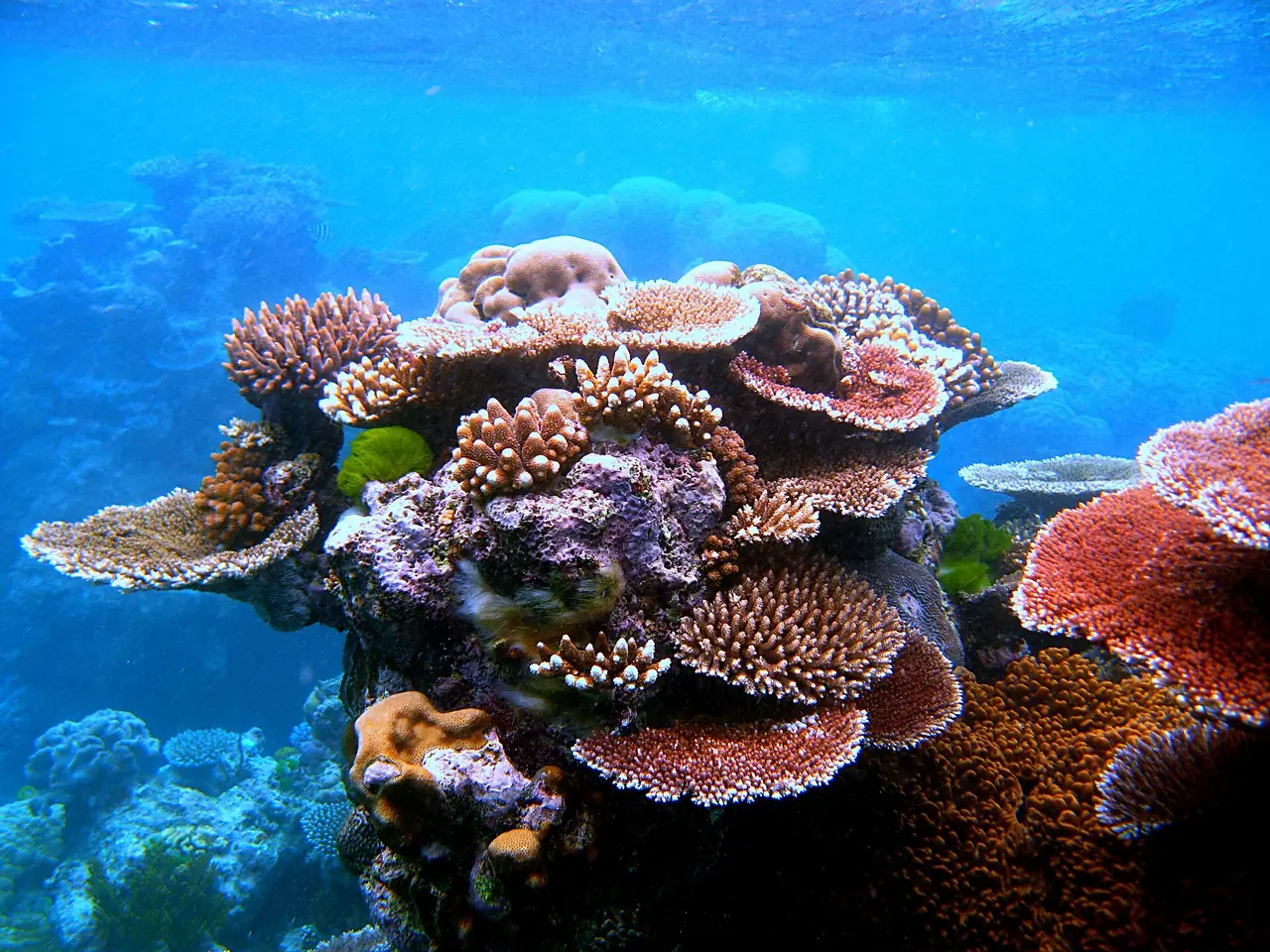 ภาพออสเตรเลีย: แคนส์ Great Barrier Reef 2569: ทัวร์ ค่ารีฟ Kuranda