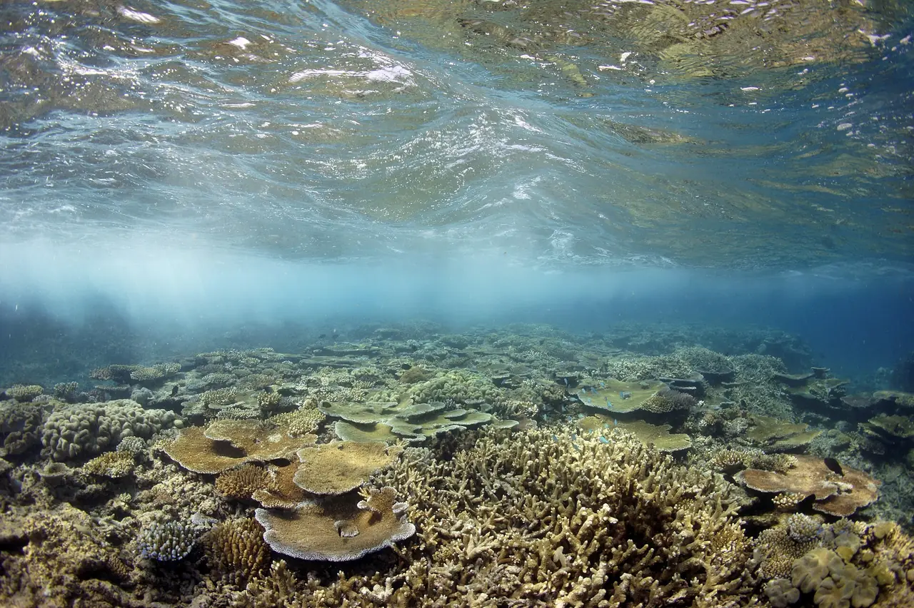 ใต้น้ำที่ Moore Reef มองไปบนแนวปะการังตื้น ภาพจาก Wikimedia Commons ผู้ถ่าย Holobionics สัญญา CC BY-SA 4.0 ไม่ระบุปี