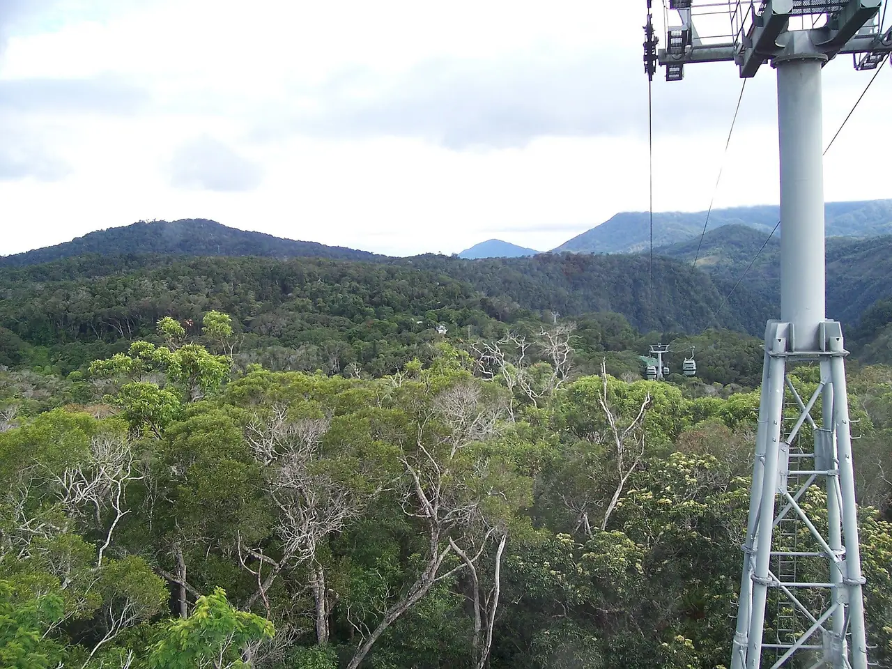 เสาและสายกระเช้า Skyrail เหนือป่าฝนใกล้ Kuranda ภาพจาก Wikimedia Commons ผู้ถ่าย Mitchell O'Brien สัญญา CC BY 2.5 ภาพเก่า ไม่ระบุปี