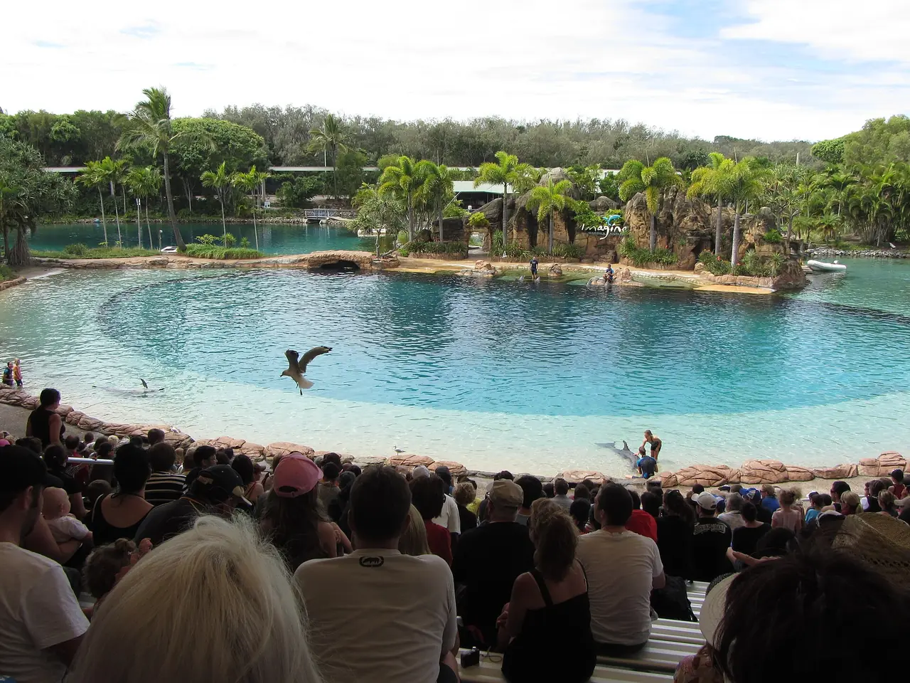 การแสดงที่ลากูนใน Sea World โกลด์โคสต์ ภาพจาก Wikimedia Commons ผู้ถ่าย Telluride สัญญา CC BY-SA 3.0 ภาพเก่า ไม่ระบุปี
