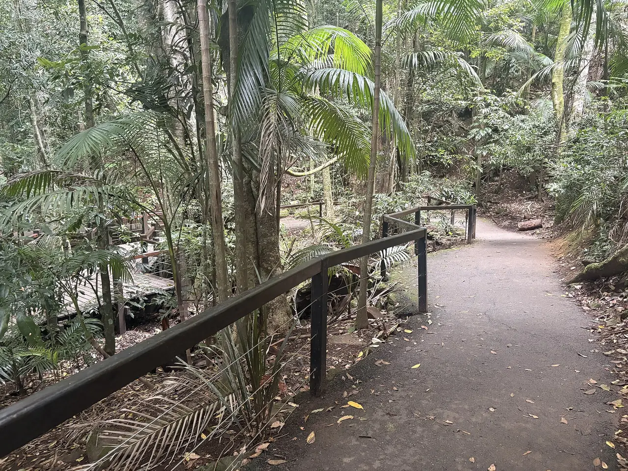 ทางเดินในป่าฝน Natural Bridge ในอุทยานแห่งชาติ Springbrook ภาพจาก Wikimedia Commons ผู้ถ่าย Aliceinthealice สัญญา CC0 เป็นภาพบรรยากาศป่าบนเขาหลังเมือง