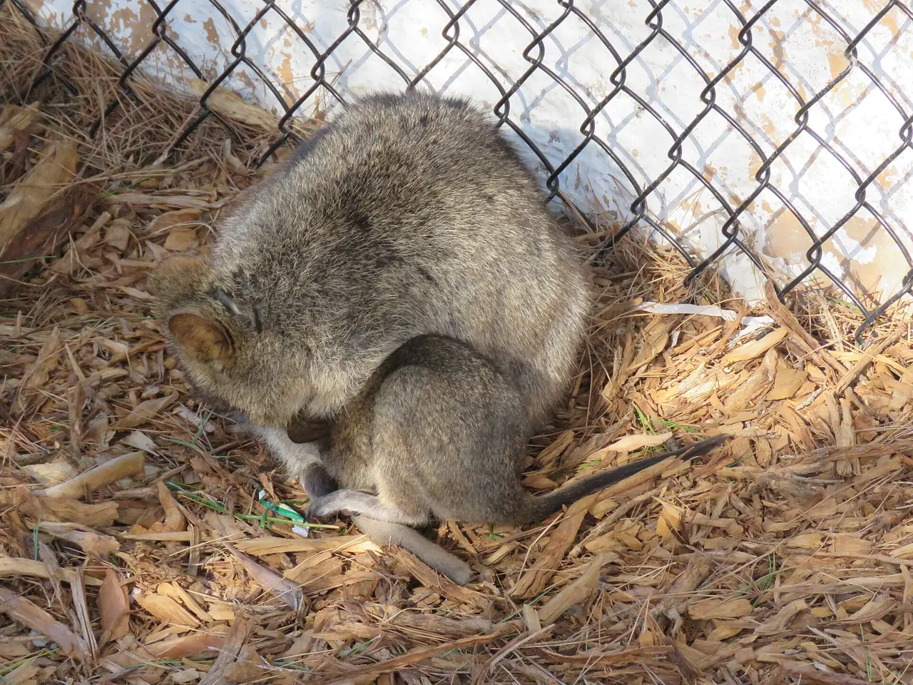 ควอกก้าและลูกในกระเป๋าหน้าท้องบนเกาะ Rottnest ภาพมีรั้วลวดตาข่ายอยู่ข้างสัตว์ ภาพจาก Wikimedia Commons ผู้ถ่าย Calistemon สัญญา CC BY-SA 4.0 ถ่ายเมษายน 2026