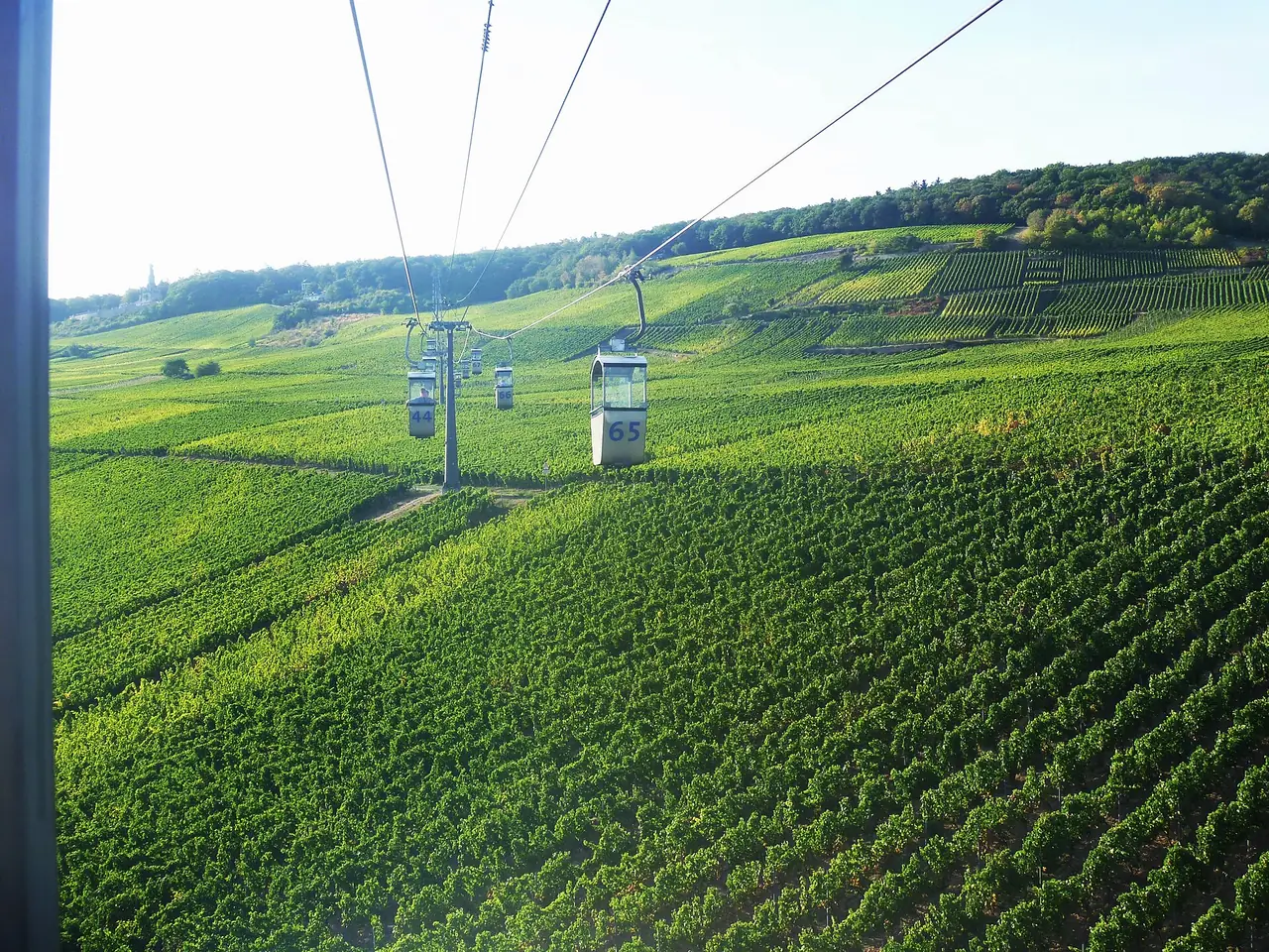 กระเช้าและไร่องุ่นเหนือ Rüdesheim ภาพจาก Wikimedia Commons ผู้ถ่าย Anna Diderot สัญญา CC BY-SA 4.0 ปีที่ถ่ายไม่ระบุ