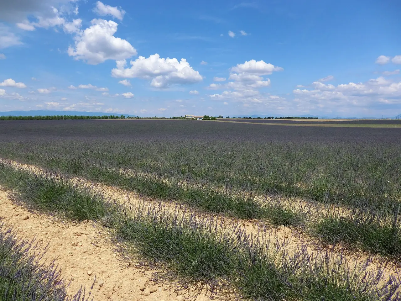 ทุ่งลาเวนเดอร์ใกล้ Valensole แถวพืชยาวสุดสายตา คำอธิบายไฟล์ไม่ระบุเดือนที่ถ่าย ภาพจาก Wikimedia Commons ผู้ถ่าย Einaz80 สัญญา CC BY-SA 4.0
