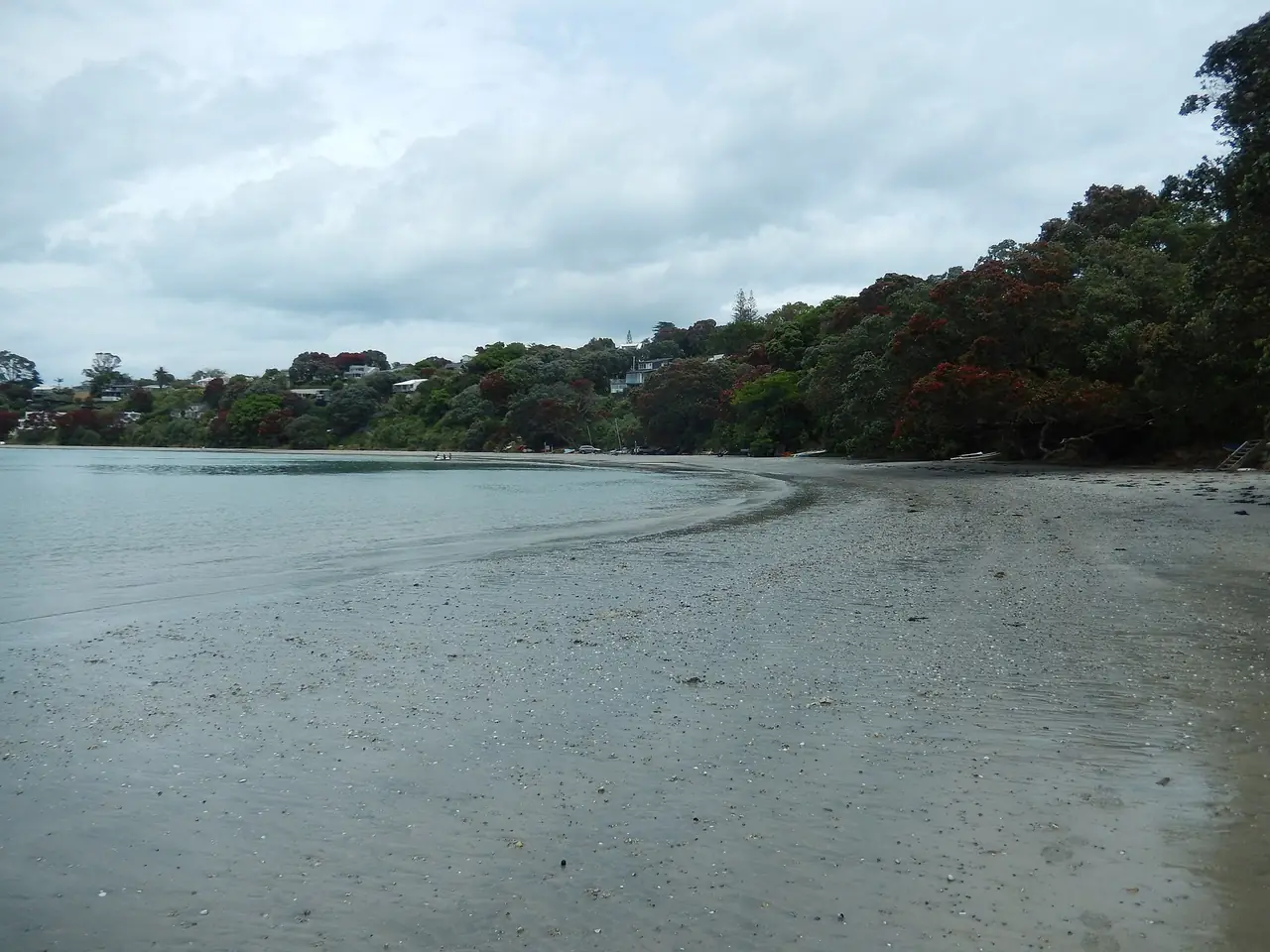 หาด Oneroa เกาะไวเฮเกะ น้ำลง วันฟ้าครึ้ม มีต้นโพโฮตูกาวะออกดอกสีแดงริมหาด ภาพจาก Wikimedia Commons ผู้ถ่าย AlasdairW สัญญา CC BY-SA 4.0