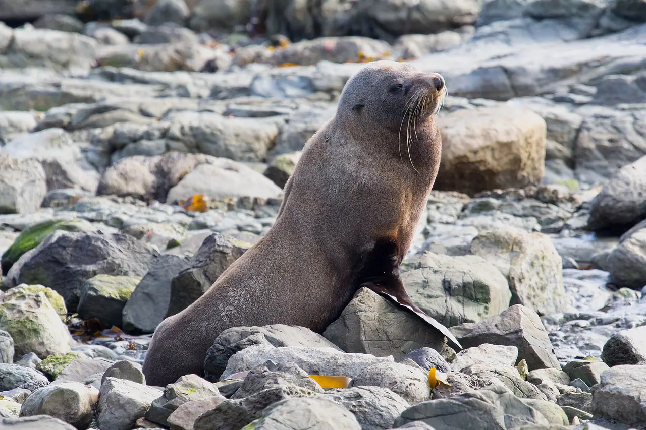 แมวน้ำขนฟู New Zealand fur seal บนก้อนหินบนคาบสมุทรไคคูรา ภาพจาก Wikimedia Commons ผู้ถ่าย Oren Rozen สัญญา CC BY-SA 3.0 ปี 2558
