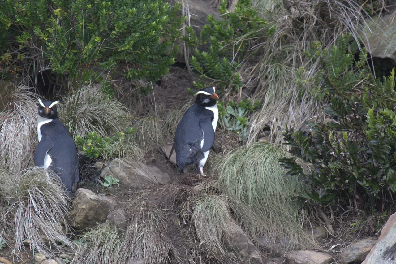 เพนกวิน Fiordland crested สองตัวบนเนินหญ้าที่ Munro Beach ภาพจาก Wikimedia Commons ผู้ถ่าย travelwayoflife สัญญา CC BY-SA 2.0 ไม่ใช่ภาพจาก Doubtful Sound