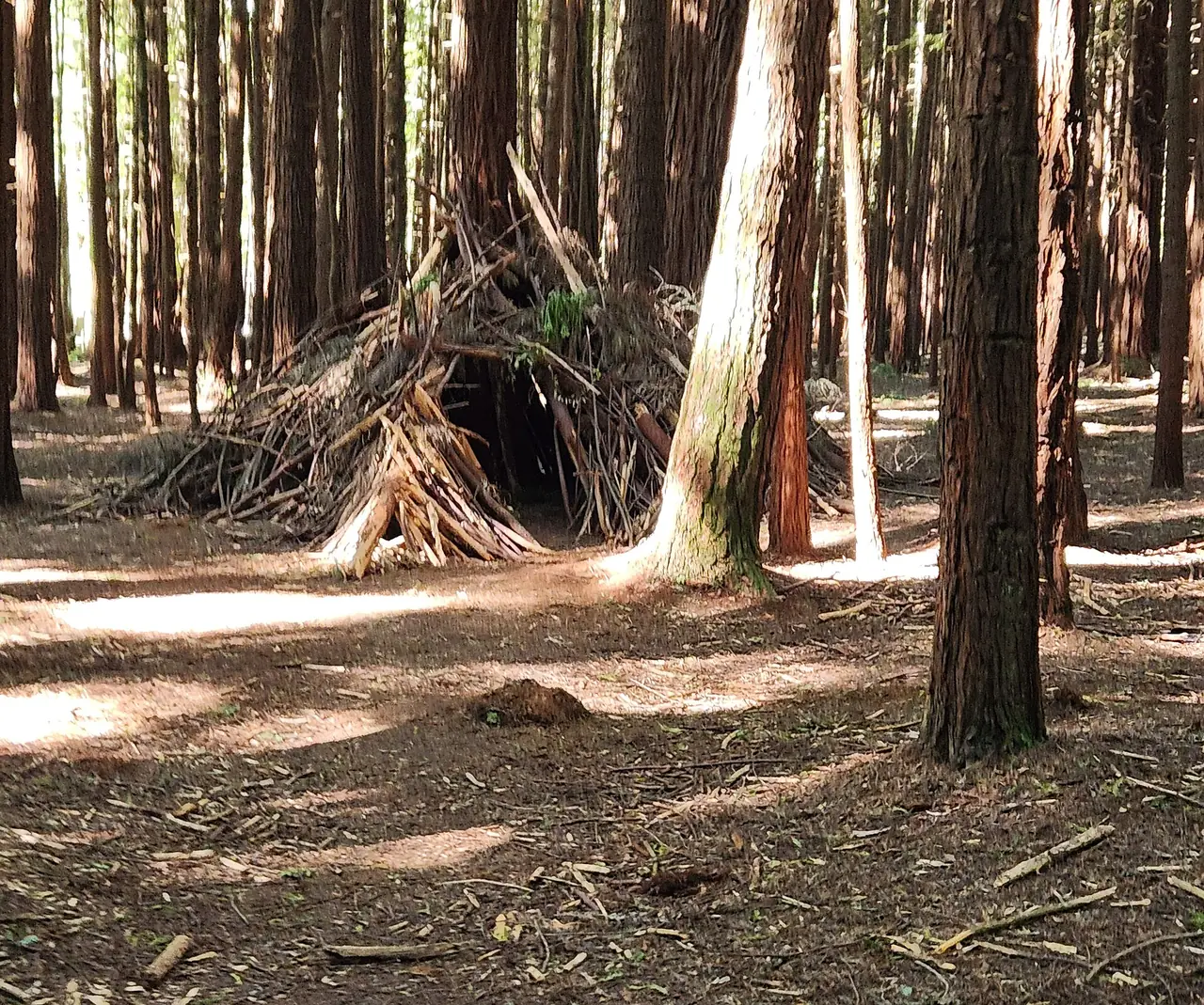 ต้นเรดวู้ดในป่า Redwoods ของโรโตรัว มีที่กำบังจากกิ่งไม้ข้างทาง ภาพจาก Wikimedia Commons ผู้ถ่าย Panamitsu สัญญา CC BY-SA 4.0 (ภาพป่า ไม่ใช่ Treewalk)